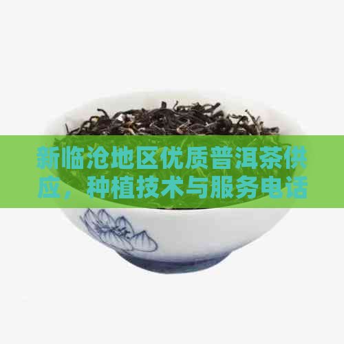 新临沧地区优质普洱茶供应，种植技术与服务电话咨询