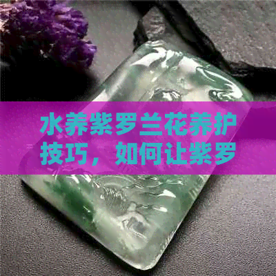 水养紫罗兰花养护技巧，如何让紫罗兰更茂盛？