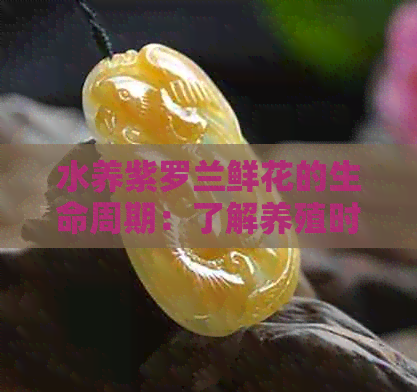 水养紫罗兰鲜花的生命周期：了解养殖时间以确保更佳观赏效果