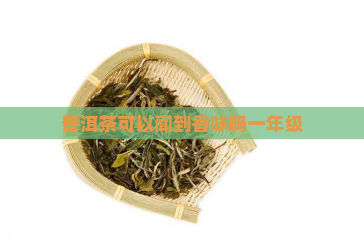 普洱茶可以闻到香味吗一年级