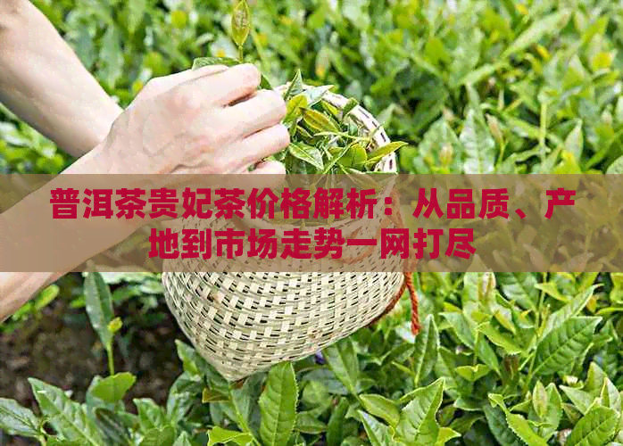 普洱茶贵妃茶价格解析：从品质、产地到市场走势一网打尽