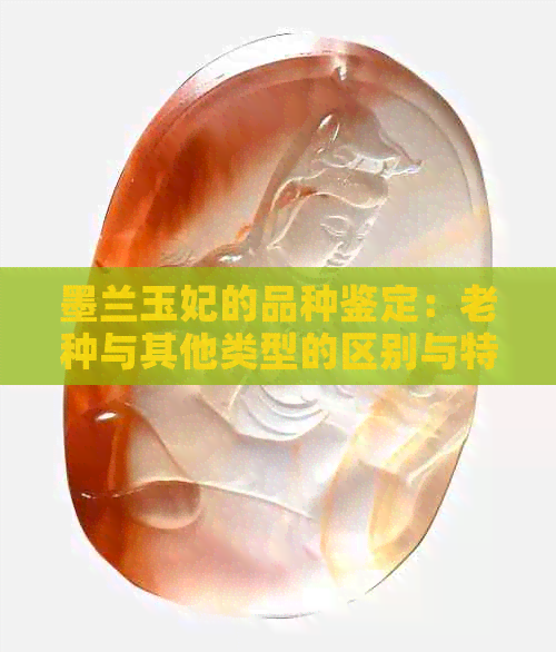 墨兰玉妃的品种鉴定：老种与其他类型的区别与特点