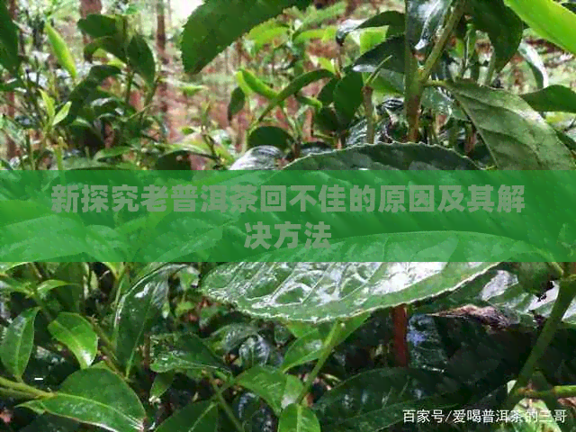 新探究老普洱茶回不佳的原因及其解决方法