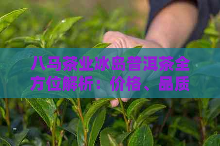 八马茶业冰岛普洱茶全方位解析：价格、品质与功效一应俱全！