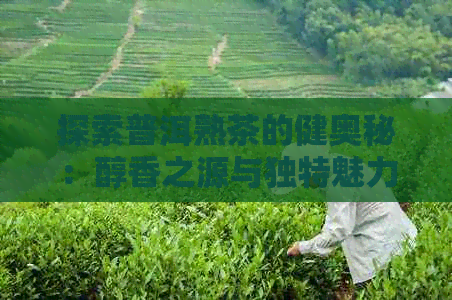 探索普洱熟茶的健奥秘：醇香之源与独特魅力