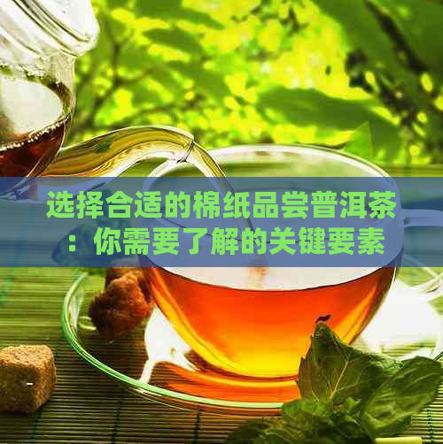 选择合适的棉纸品尝普洱茶：你需要了解的关键要素