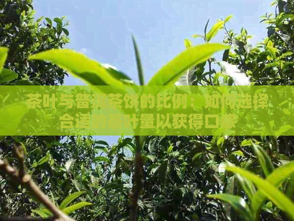 茶叶与普洱茶饼的比例：如何选择合适的茶叶量以获得口感