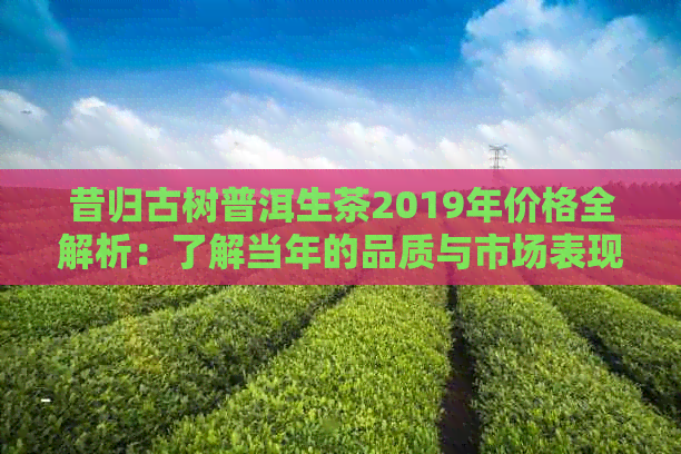 昔归古树普洱生茶2019年价格全解析：了解当年的品质与市场表现