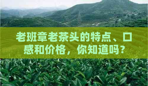 老班章老茶头的特点、口感和价格，你知道吗？