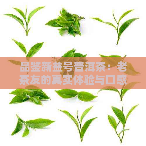 品鉴新益号普洱茶：老茶友的真实体验与口感分析