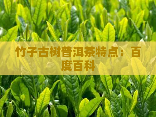 竹子古树普洱茶特点：百度百科