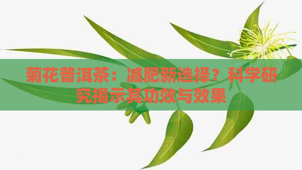 菊花普洱茶：减肥新选择？科学研究揭示其功效与效果