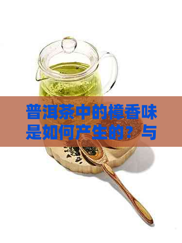 普洱茶中的樟香味是如何产生的？与妯熼有何关联？