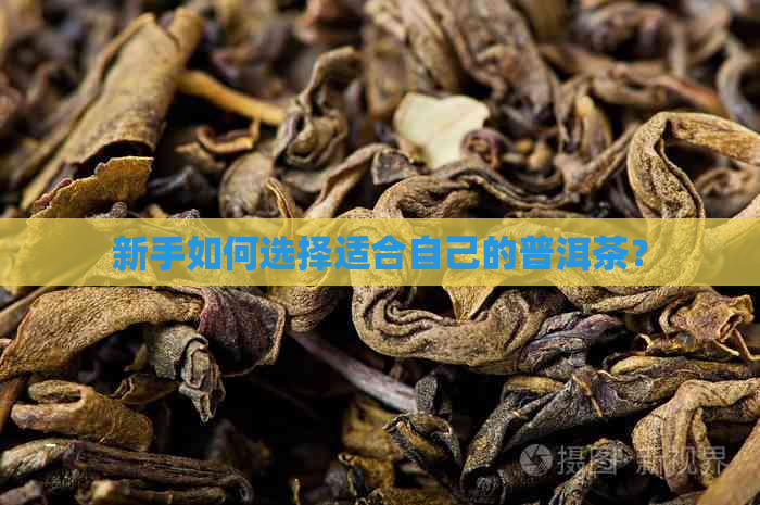 新手如何选择适合自己的普洱茶？