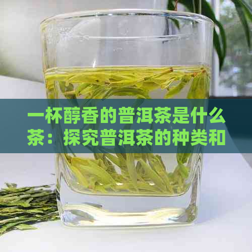 一杯醇香的普洱茶是什么茶：探究普洱茶的种类和特点