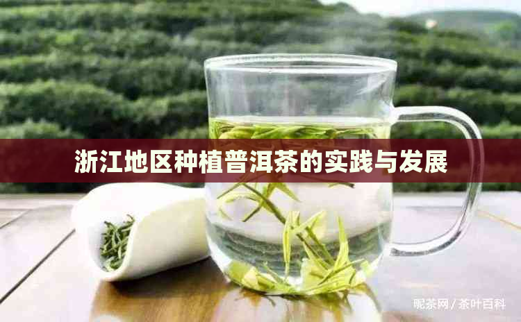 浙江地区种植普洱茶的实践与发展