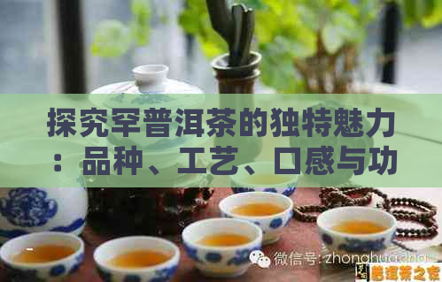 探究罕普洱茶的独特魅力：品种、工艺、口感与功效全方位解析