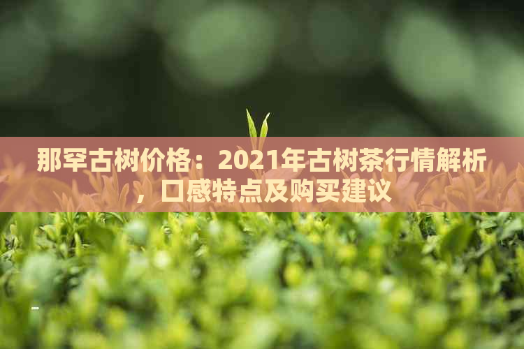 那罕古树价格：2021年古树茶行情解析，口感特点及购买建议