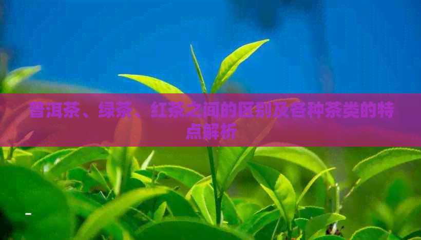 普洱茶、绿茶、红茶之间的区别及各种茶类的特点解析