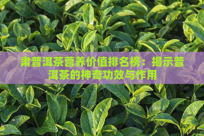 肃普洱茶营养价值排名榜：揭示普洱茶的神奇功效与作用