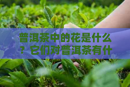 普洱茶中的花是什么？它们对普洱茶有什么影响？