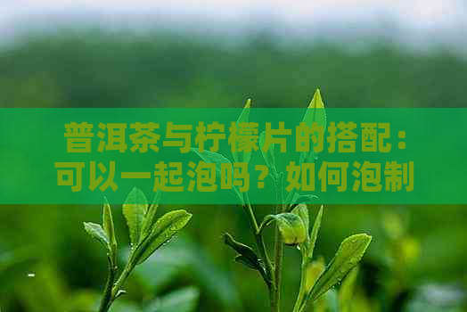 普洱茶与柠檬片的搭配：可以一起泡吗？如何泡制效果？