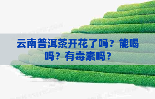 云南普洱茶开花了吗？能喝吗？有素吗？