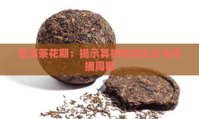 普洱茶花期：揭示其独特的生长与采摘周期