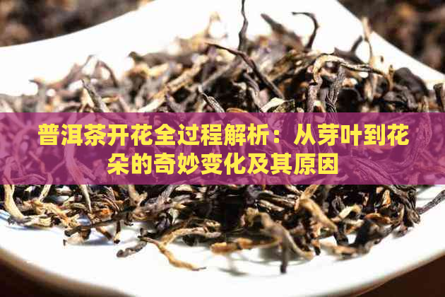 普洱茶开花全过程解析：从芽叶到花朵的奇妙变化及其原因