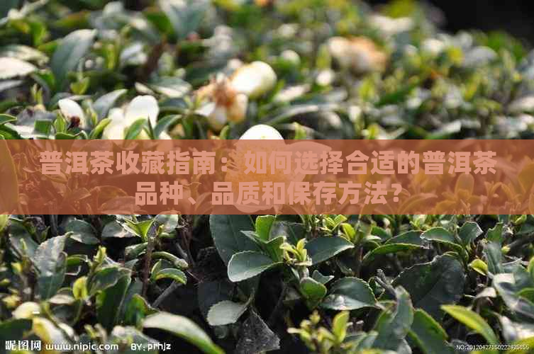 普洱茶收藏指南：如何选择合适的普洱茶品种、品质和保存方法？