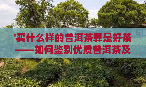 '买什么样的普洱茶算是好茶——如何鉴别优质普洱茶及其口感'