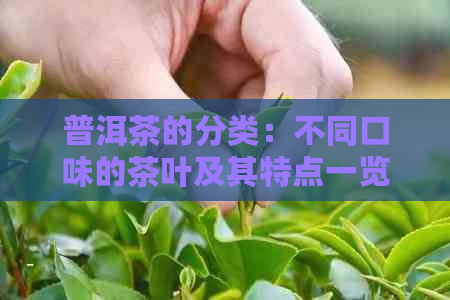 普洱茶的分类：不同口味的茶叶及其特点一览，助您轻松挑选适合自己的普洱茶