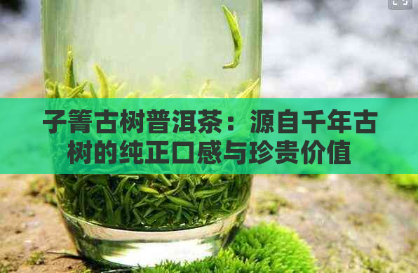 子箐古树普洱茶：源自千年古树的纯正口感与珍贵价值