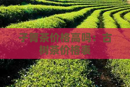 子箐茶价格高吗：古树茶价格表