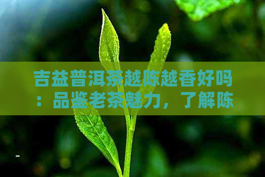 吉益普洱茶越陈越香好吗：品鉴老茶魅力，了解陈年普洱风味变化