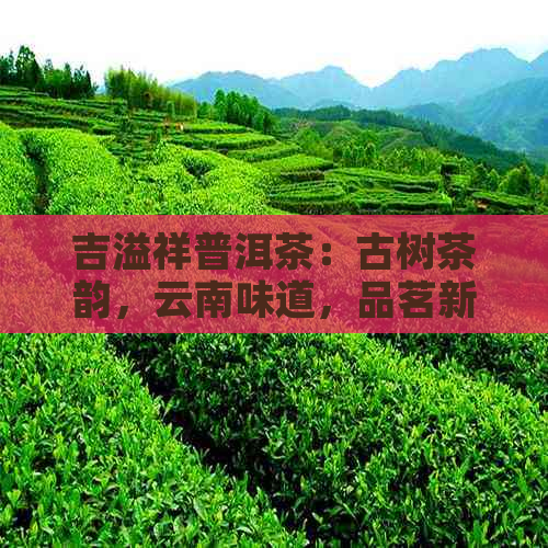 吉溢祥普洱茶：古树茶韵，云南味道，品茗新境界