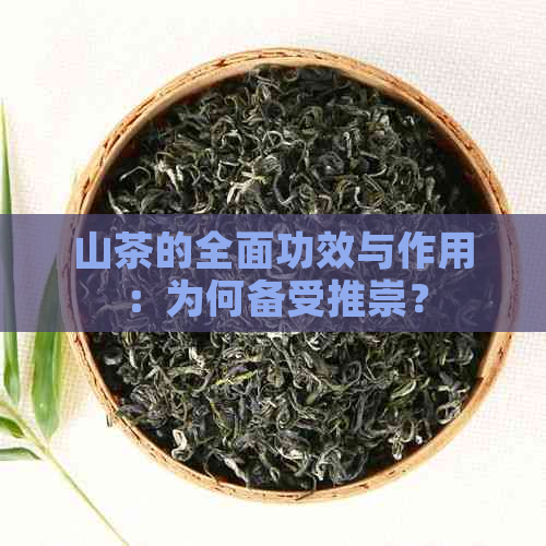 山茶的全面功效与作用：为何备受推崇？