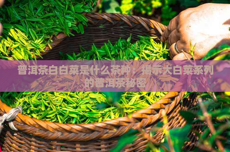 普洱茶白白菜是什么茶种：揭示大白菜系列的普洱茶秘密