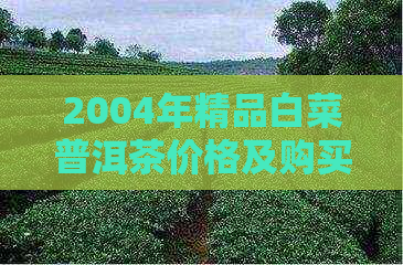 2004年精品白菜普洱茶价格及购买建议：了解市场行情，挑选优质茶叶