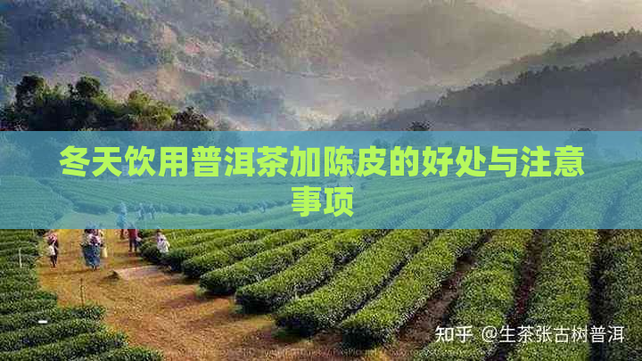 冬天饮用普洱茶加陈皮的好处与注意事项