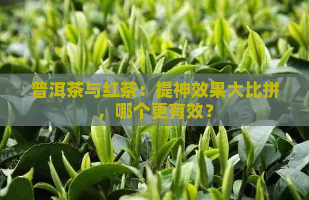 普洱茶与红茶：提神效果大比拼，哪个更有效？