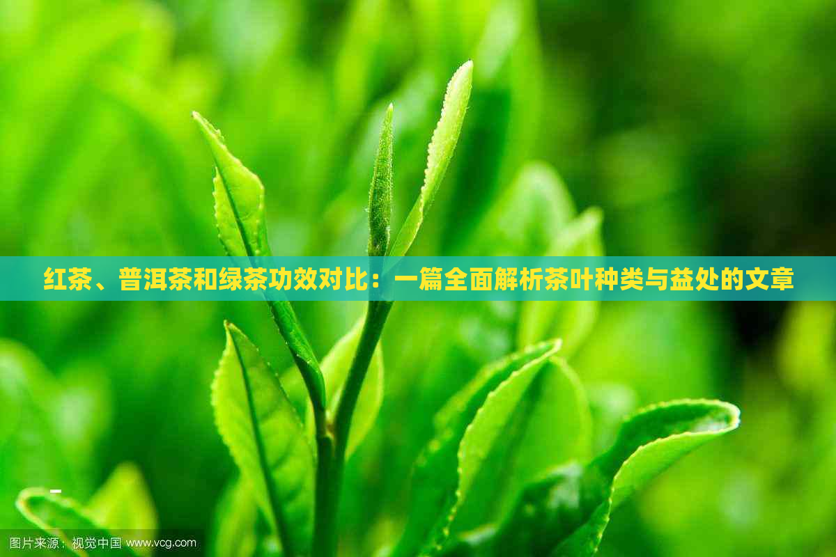 红茶、普洱茶和绿茶功效对比：一篇全面解析茶叶种类与益处的文章