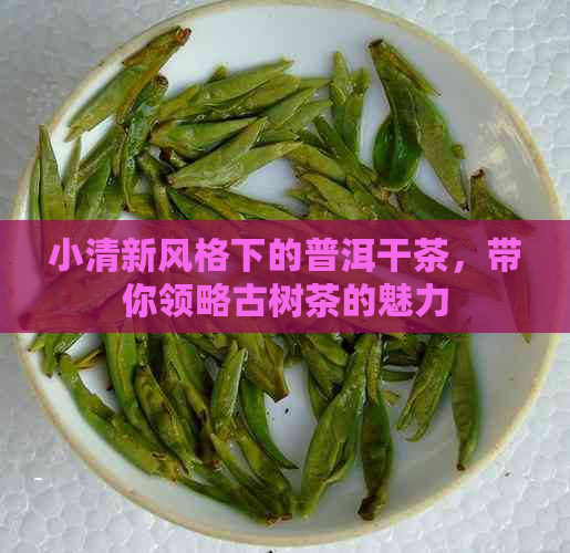 小清新风格下的普洱干茶，带你领略古树茶的魅力