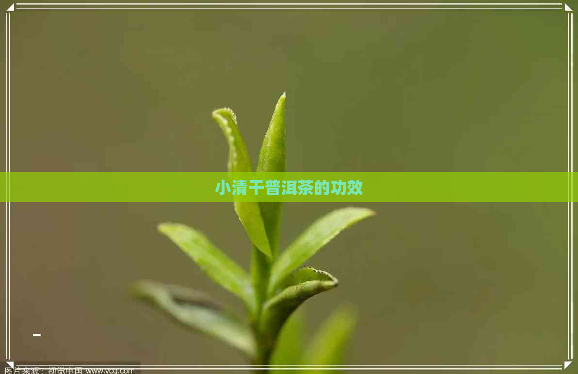 小清干普洱茶的功效