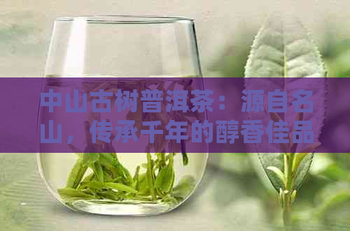 中山古树普洱茶：源自名山，传承千年的醇香佳品