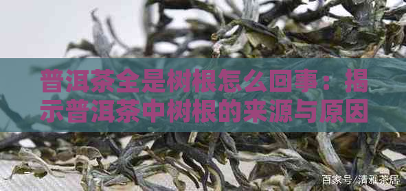 普洱茶全是树根怎么回事：揭示普洱茶中树根的来源与原因