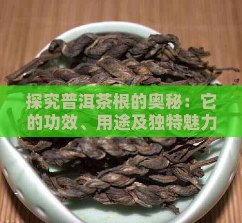 探究普洱茶根的奥秘：它的功效、用途及独特魅力