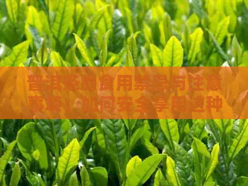 普洱茶的食用禁忌与注意事项：如何安全享用这种中国名茶？