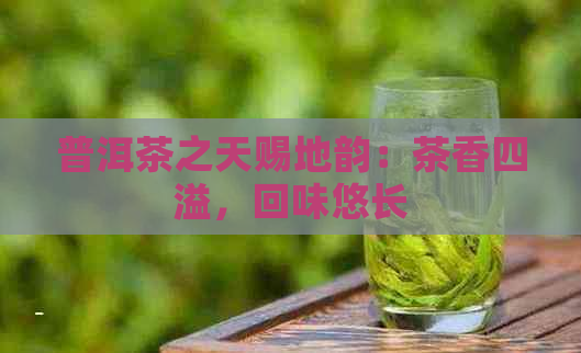 普洱茶之天赐地韵：茶香四溢，回味悠长