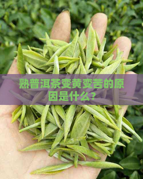 熟普洱茶变黄变苦的原因是什么？